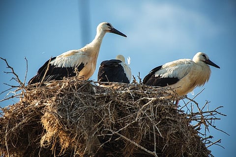 Larger-bodied species may respond slower to changing environmental and climatic conditions. Photo: iStock.