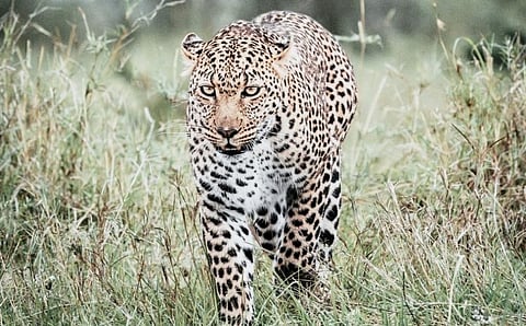 Photo: Cape Leopard Trust