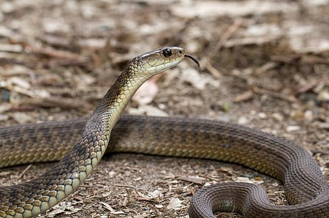 Official statistics estimate 15 to 20 Kenyans suffer snakebites daily, with some suffering injuries resulting in limb amputation or death. Photo: iStock