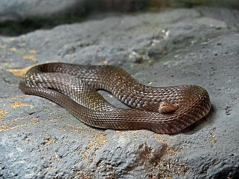  

India accounts for half of the global burden of snakebite deaths due to its huge coastline and large dependence on agriculture. Representative photo: iStock.
