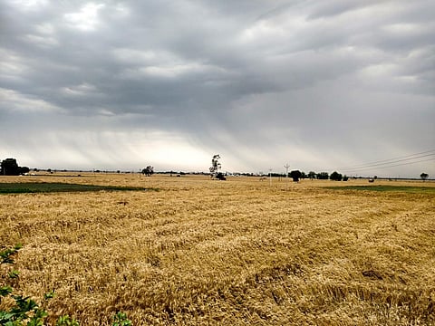 Unseasonal and heavy rainfall in the last two months has destroyed standing crops in many parts of the country. Photo for representation: iStock