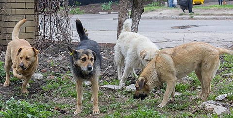India accounts for 36 per cent of global deaths due to rabies. Representative photo: iStock.