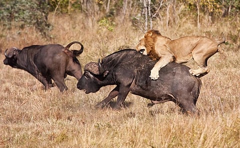 A male lion hunting Cape Buffalo. Photo: iStock