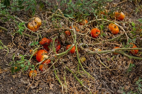 Climate change is making agriculture an extremely risky, potentially dangerous and loss-making endeavour for farmers, increasing their risk of death by suicide. Representative photo: iStock.