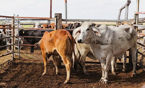 Enteric fermentation occurs in the digestive systems of ruminants such as cattle, buffalo, sheep, goats and camels, which are the largest sources of methane emissions from agriculture. Photo: iStock