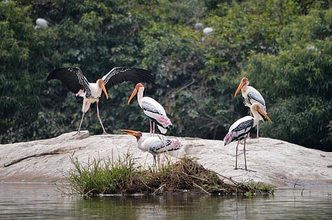 With nearly one million animal and plant species threatened with extinction, immediate action is imperative. Photo: iStock.

