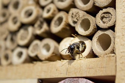 Could wildflowers and bug hotels help avert an insect apocalypse? 