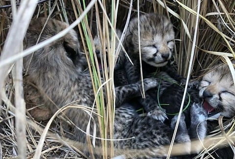 Photo: @KunoNationalPrk
