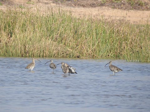 Habitat improvement, availability of foods and eviction of the prawn enclosures in the lake are some of the reasons for more birds this year. Photo: Hrusikesh Mohanty      