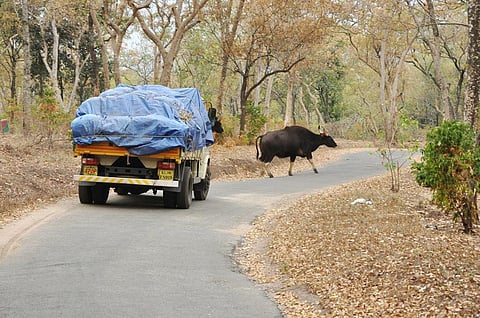  A gaur crossing the road at Marayoor Sandalwood Reserve in Kerala. Photo KA Shaji.