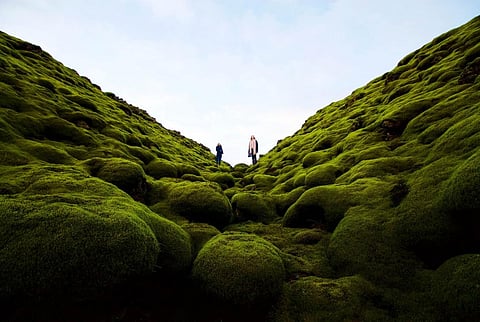 Photo: Dylan Shaw / Unsplash