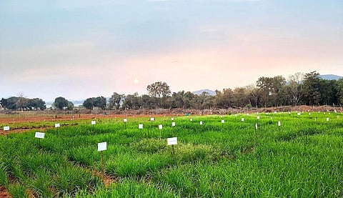 Participatory varietal trial plots in an agroecology centre in Malkangiri’s Chitrokonda block. Photo: Odisha Millets Mission.