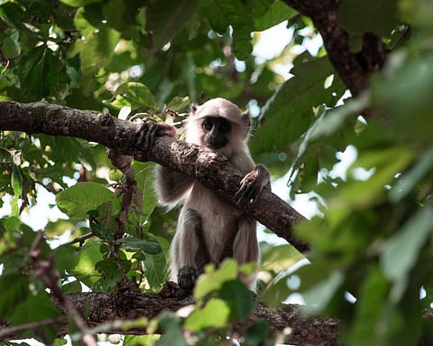 A young langur at Bandhavgarh National Park, Madhya Pradesh, India. Photo for representation only. Source: iStock


