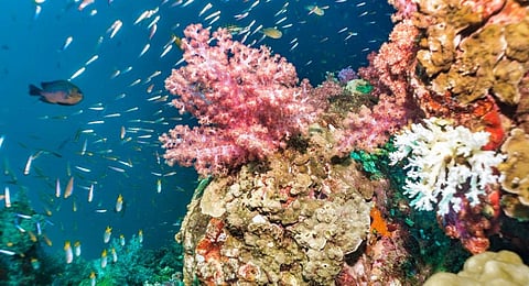 Marine heatwaves could cause a mass coral dieoff. Photo: iStock