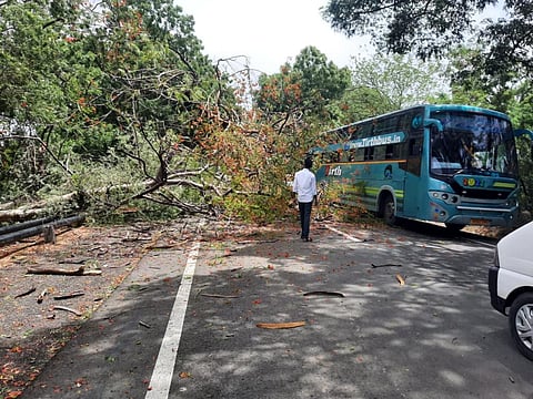 The Supreintendent of Police, Junagadh shared this photo on June 13. It shows a tree that had fallen on a road in Junagadh Taluka due to winds caused by Biporjoy. 