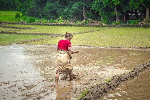 Women comprise half the world's agricultural workforce & produce 805 of the food in developing countries but are denied land rights. Photo: iStock