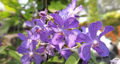 Orchid flowers (Photo by photowind, Shutterstock)