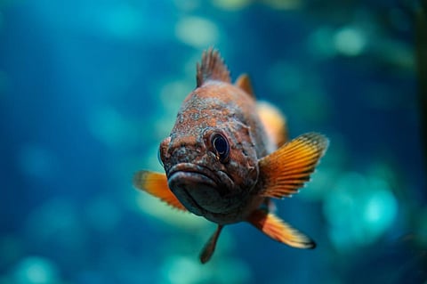 Photo: Marius Masalar / Unsplash