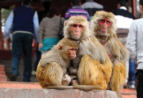 Urban Menace: India can no longer afford to monkey around on macaque management; here is why  