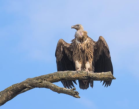 Long-billed vulture, oriental white-backed vulture & slender-billed vulture found in India are critically endangered. Photo: iStock