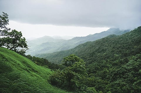 The tool is developed with information on 237 socio-economically important native trees from the Western Ghats and the numbers and geographies will increase over time. Representative photo: iStock.