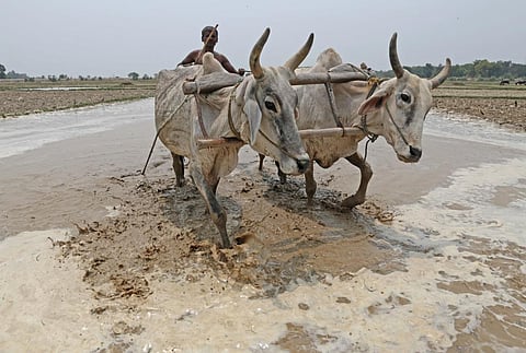 Livestock production contributes to climate change and is vulnerable to it at the same time. File photo: Vikas Choudhary / CSE