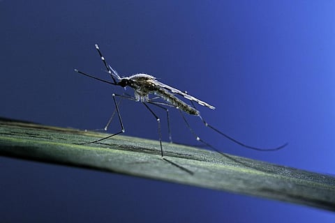 Some evidence suggests that malaria mosquitoes are becoming resistant to insecticides. Photo: Paul Starosta/Stone via Getty Images