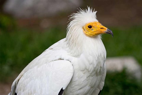 फोटो साभार: विकिमीडिया कॉमन्स, कार्लोस डेलगाडो