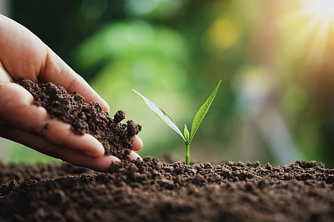 These microbiomes provide a habitat for microorganisms that benefit the environment by delivering important ecosystem and host functions. Representative photo: iStock.