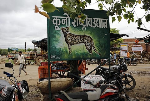 Cheetahs are likely to be shifted from Kuno to Gandhi Sagar by year-end. Photo: Vikas Choudhary / CSE