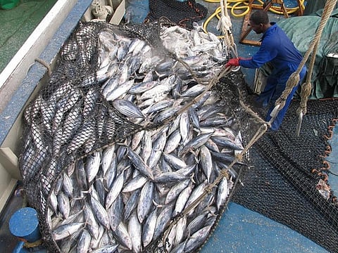 An irreversible impact on fish stocks could be devastating.Photo: Wikimedia commons / Joe Laurence, Seychelles News Agency
