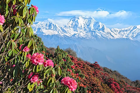 Dust aerosols from the Indian Peninsula has a strong physical connection with the darkening of snow and ice on the Tibetan Plateau. Photo: iStock
