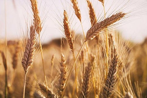 फसलों पर जलवायु परिवर्तन के असर को कम क्यों आंक रही हैं एजेंसियां? 