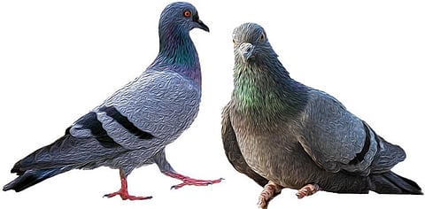 डाउन टू अर्थ खास: इंसानों के जी का जंजाल बनी शहरों में बढ़ती कबूतरों की संख्या, कैसे होगा समाधान