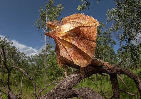 The frill-necked lizard is one of many land animals that reached Australia from Southeast Asia. Photo: Damien Esquerré, Author provided