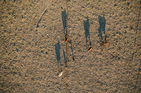 El Niño typically causes drought in Australia, parts of southern Asia and Indonesia. Photo: Unsplash / Josh Withers / https://unsplash.com/license