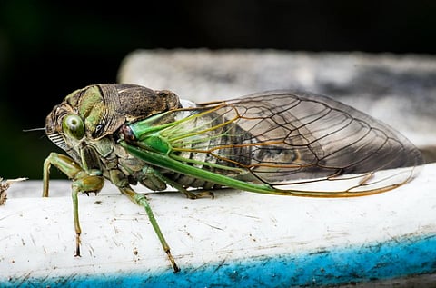 Photo: David G / Shutterstock