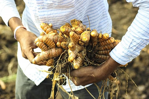 One of the main aims of the bill is to reduce burden on wild medicinal plants and encourage their cultivation. Photo: iStock