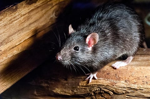 Farmers can be advised not to kill snakes, monitor lizards, mongoose, foxes, weasels in the fields, as these animals naturally help in controlling rodent population. Photo: Carlos Aranguiz / Shuttershock via MetaMeta