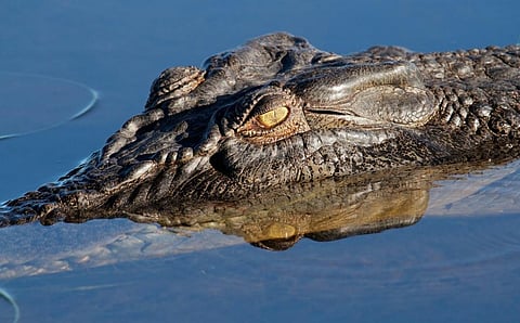 Photo: Shutterstock