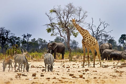 Mass extinction occurs when 75 per cent of the world’s species collapses in less than 2.8 million years. Photo: iStock.