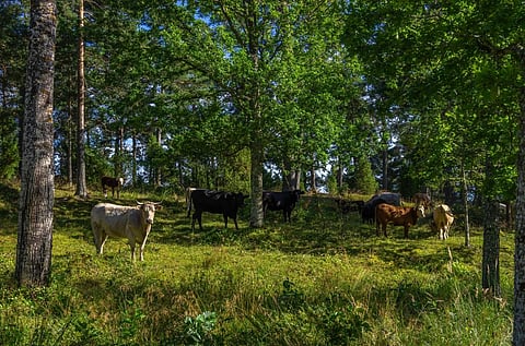 Silvopasture can play a vital role in reversing the negative trend of deforestation for pasture land. Photo: Author provided