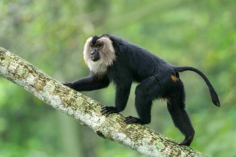 The bill amends the Biological Diversity Act of 2002 which was put in place to help India meet the objectives of United Nations Convention on Biological Diversity (CBD). Photo: iStock