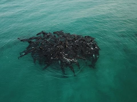 Photo: Parks and Wildlife Service, Western Australia / Facebook