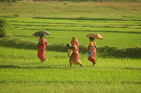 West Bengal and Uttar Pradesh are the biggest paddy producing states in India. File photo: CSE