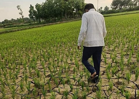 बिहार के सहरसा जिले में अपने खेतों में लगी धान को टटोलता किसान। फोटो: बिपुल कुमार