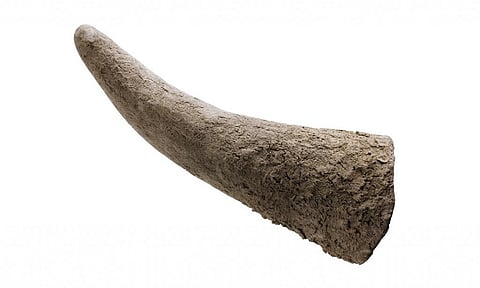 A rhino horn. Photo: iStock
