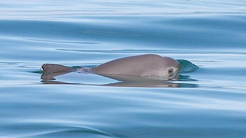 Photo: Thomas A Jefferson, Viva Vaquita via International Whaling Commission