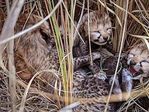 File photo of the four cubs born to Jwala at Kuno National Park earlier this year. Only one female cub has survived so far.