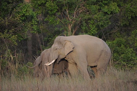 In 2017, the three states had recorded 17,836 elephants. File photo: CSE